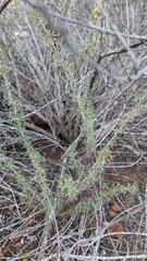 Artemisia californica