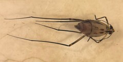 Trepobates taylori