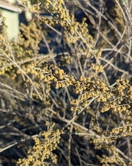 Artemisia californica
