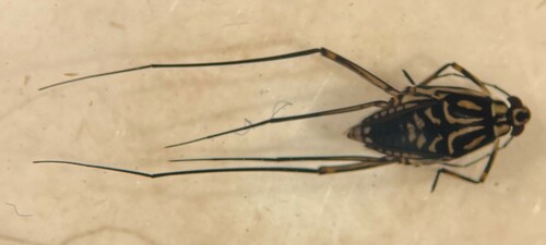 Trepobates taylori