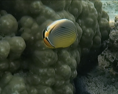 Chaetodon trifasciatus