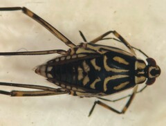 Trepobates taylori