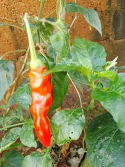 Capsicum