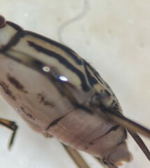 Trepobates taylori