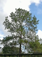 Pinus patula