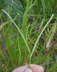 Paspalum scrobiculatum