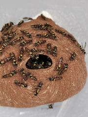 Polybia occidentalis