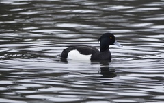 Aythya fuligula