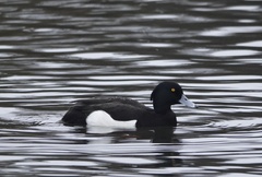 Aythya fuligula