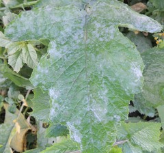 Erysiphe cruciferarum