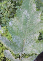 Erysiphe cruciferarum