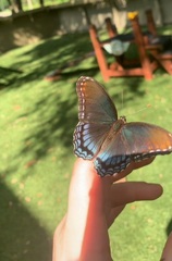Limenitis