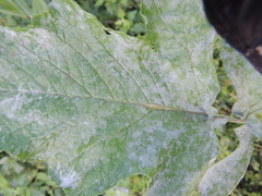 Erysiphe cruciferarum