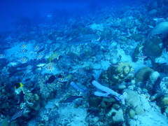 Caranx bartholomaei