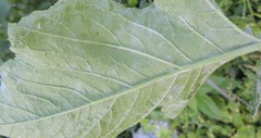Erysiphe cruciferarum