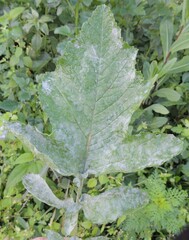 Erysiphe cruciferarum