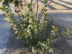 Magnoliopsida