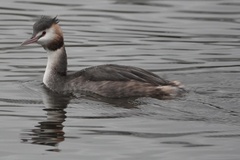 Podiceps cristatus