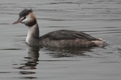 Podiceps cristatus