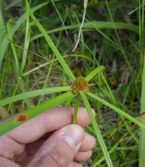 Cyperus aromaticus