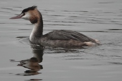 Podiceps cristatus