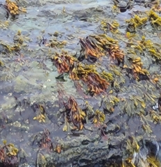 Fucus spiralis