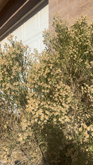 Baccharis sarothroides