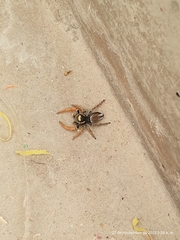 Phidippus arizonensis