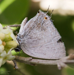 Strephonota tephraeus