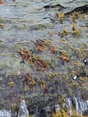 Fucus spiralis