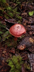 Cortinarius quercoarmillatus