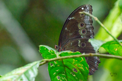 Morpho menelaus occidentalis