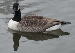 Branta canadensis