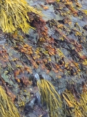 Fucus spiralis
