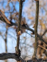 Caragana arborescens