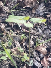 Zizia aurea