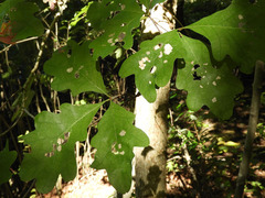 Quercus alba