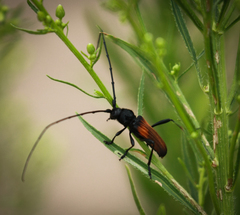 Tragidion coquus