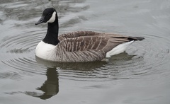 Branta canadensis