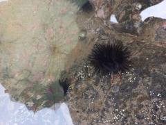 Echinometra lucunter