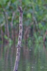 Rhynchonycteris naso
