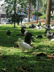 Columba livia domestica