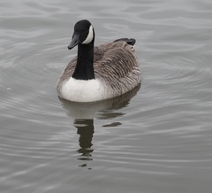 Branta canadensis