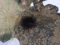 Echinometra lucunter