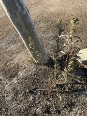 Asteraceae