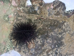 Echinometra lucunter