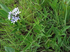 Pentanisia prunelloides