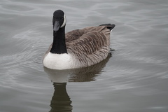 Branta canadensis