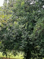 Pithecellobium dulce