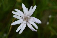 Scorzonera purpurea